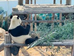 -西霞口神雕山野生动物世界