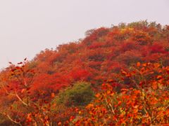 -周口店坡峰岭风景区