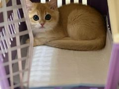 -小猫来了·猫舍(红山六九七九店)