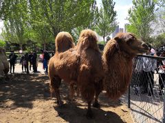 -长白岛森林公园