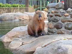 -北京野生动物园