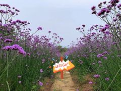 -西京湾花海