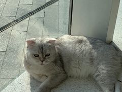 -飞行喵MR PILOT|猫舍·猫咖(静安大融城店)