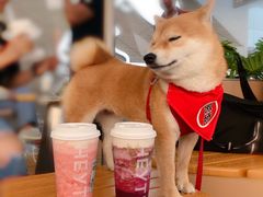 -喜茶(珠海华发商都店)
