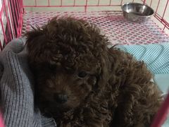 -爱宠屋pet shop·宠物洗澡·宠物美容
