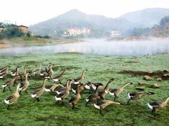 -锦粤宫·融合粤菜(上海金沙江店)