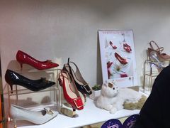 -KISSCAT(三阳百盛店)