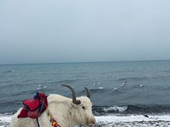 -青海湖国家重点风景名胜区