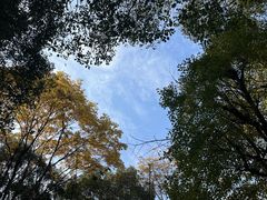 -上海共青森林公园