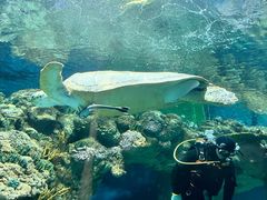 -上海海洋水族馆