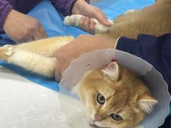 -中农国际动物医院24小时·猫科·骨科·急重症中心