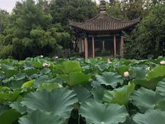 -莲湖公园