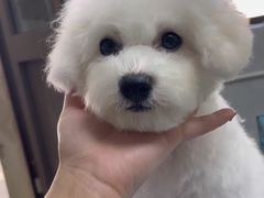 -翊宠yipet猫狗购宠庄园犬舍•猫舍