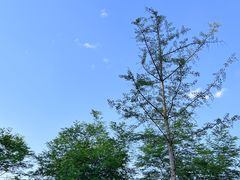 -白鹭湾湿地公园