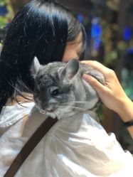 -酷嗒动物文化乐园(cutezoo西溪乐天城店)