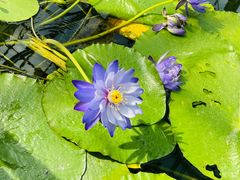 -国家植物园南园