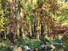 -上海共青森林公园