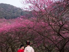 -新建村梅花