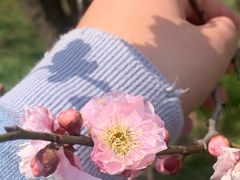 -梅花山(明孝陵内)