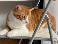 -艾贝尔宠物诊疗