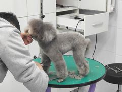 正在美容的豆豆-欧奕国际动物医院