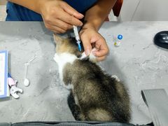 -四月宠物医院·猫专科·心脏专科·内科(转塘店)