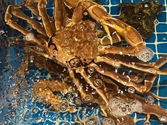 -江户前日本料理(瑞诗酒店店)