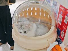 -四月宠物医院·猫专科·心脏专科·内科(转塘店)