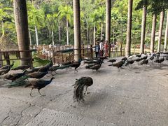 -西双版纳原始森林公园