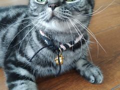 -Meowの猫咖(万家丽店)