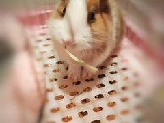 -龟与熊猫宠物公园(南坪店)