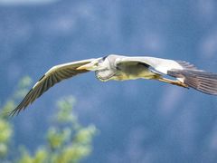 -野鸭湖国家湿地公园