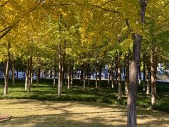 -西北湖绿化广场