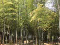 -龙寺生态园