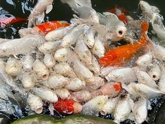 -南宫五洲植物乐园