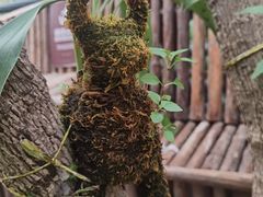 -呀路古热带植物园