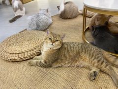 -Heymao猫咖.咖啡厅(东门店)