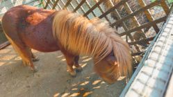 -萌宠亲子动物乐园(槐房万达店)