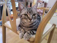 -猫咪派对(江南西店)