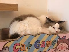 -猫腻·猫咖·撸猫馆(星光大道店)