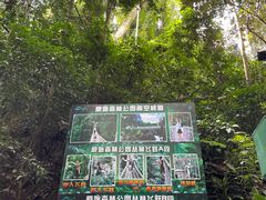 -西双版纳原始森林公园