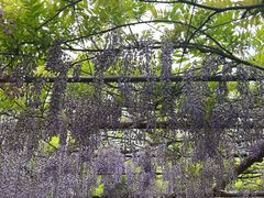 -嘉定紫藤园