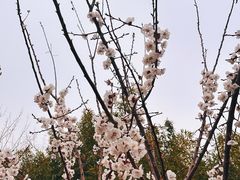 -莲花池公园