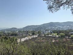 -香雪海