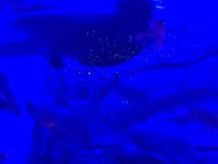 -芜湖新华联大白鲸海洋公园