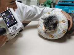 -谐和贝康宠物医院24小时·宠保定点(急重症转诊中心)