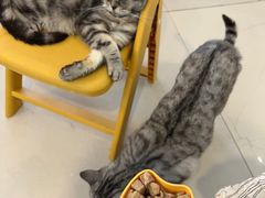 -平行世界·猫咖(首经贸店)