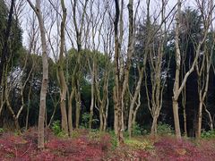 -昆山城市生态森林公园