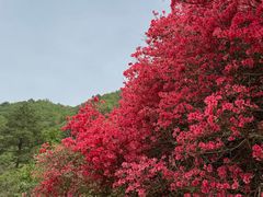 -木兰云雾山