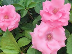 -武汉紫薇都市田园